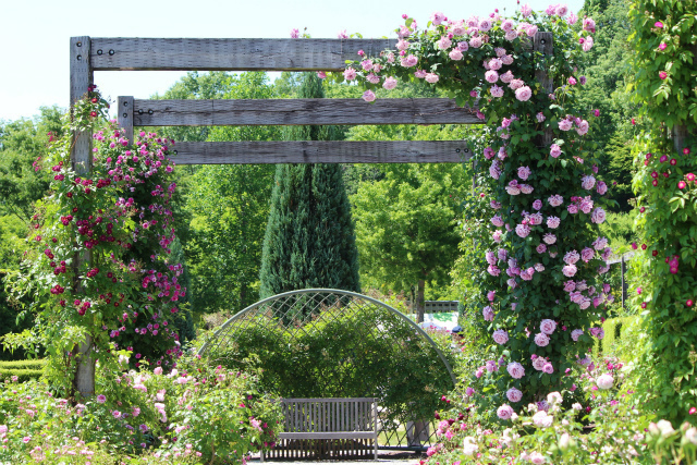 花フェスタ記念公園（青いバラの庭）: e k o の 四 季 折 々