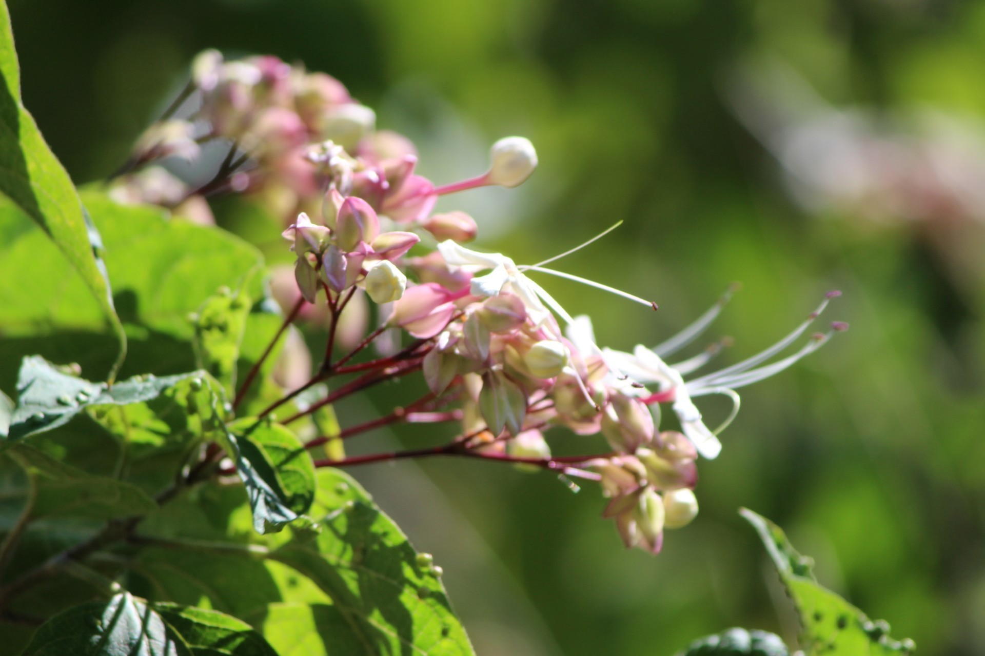 伊吹山の花畑 １ E K O の 四 季 折 々