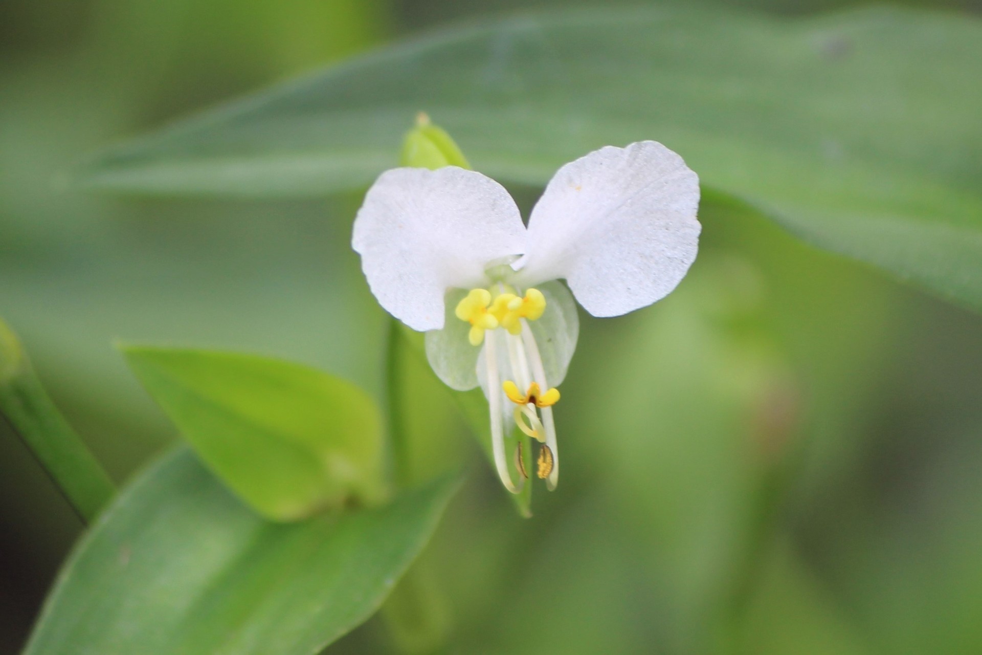 シロバナツユクサ他 散歩道の花 ２ E K O の 四 季 折 々