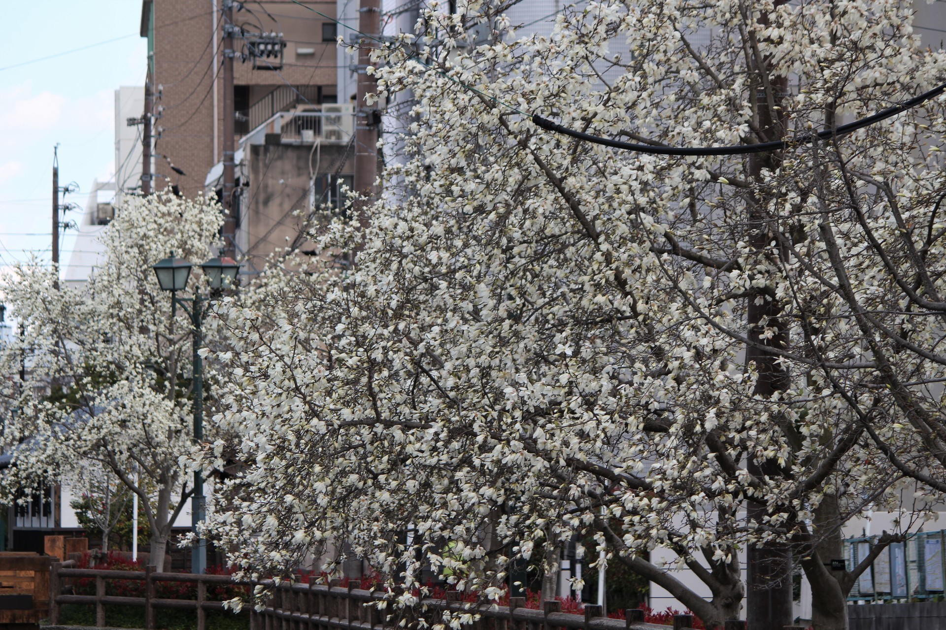 コブシの花咲く道を E K O の 四 季 折 々