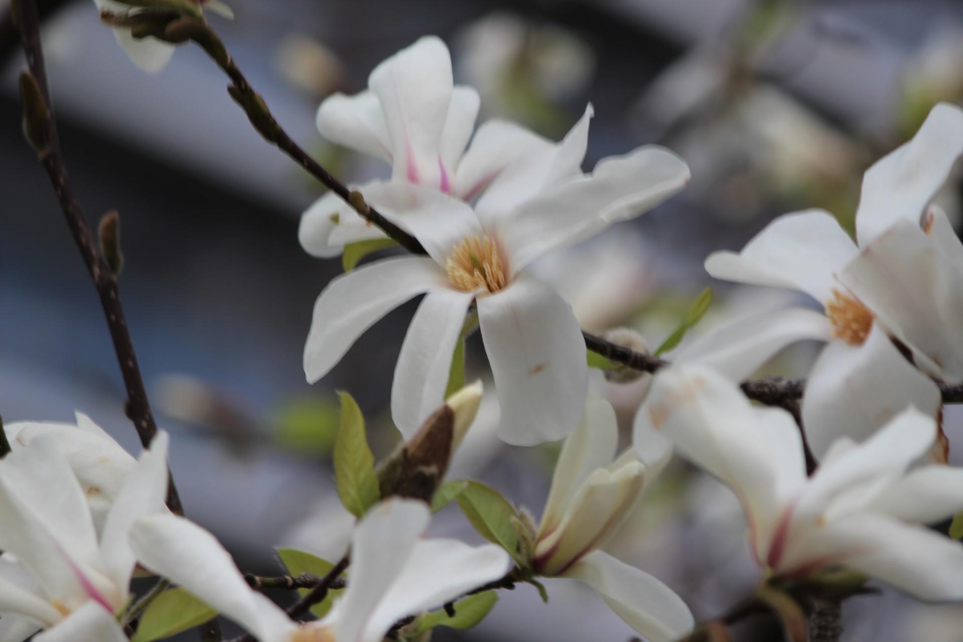 コブシの花咲く道を E K O の 四 季 折 々