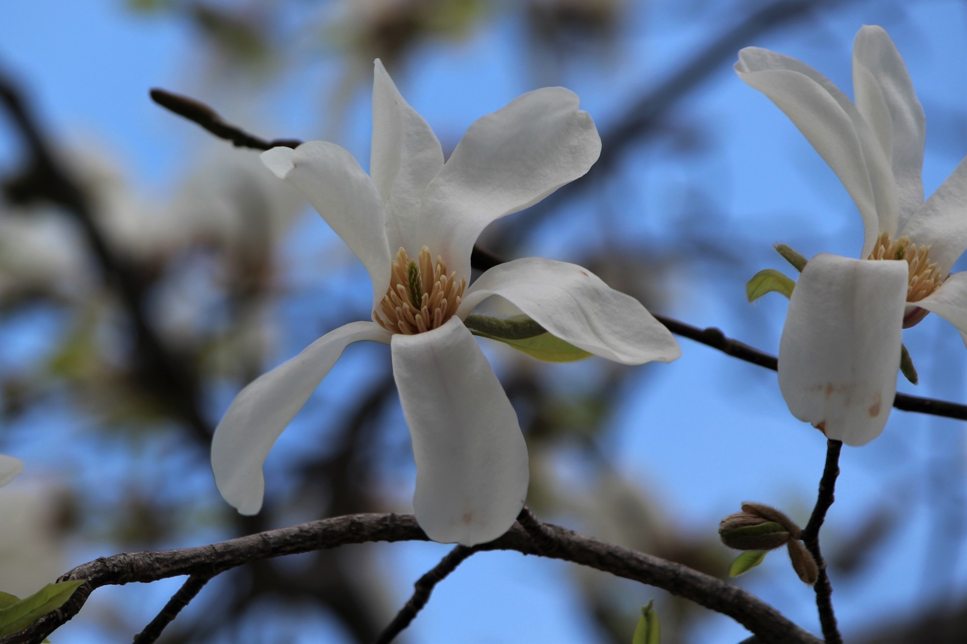 コブシの花咲く道を E K O の 四 季 折 々