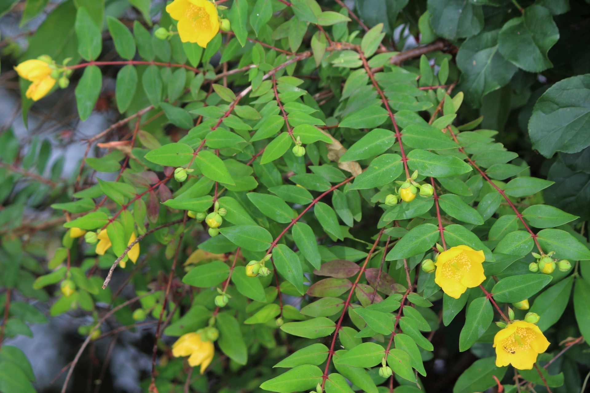 オトギリソウ科の花たち 我が家の花 E K O の 四 季 折 々