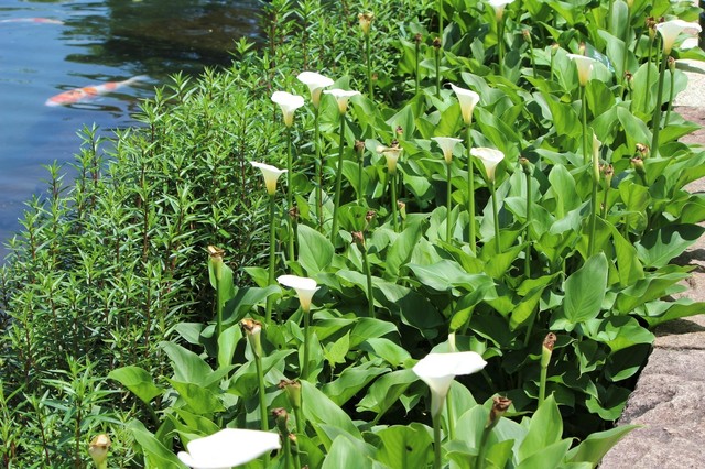 木曽川水園の花（2）: e k o の 四 季 折 々