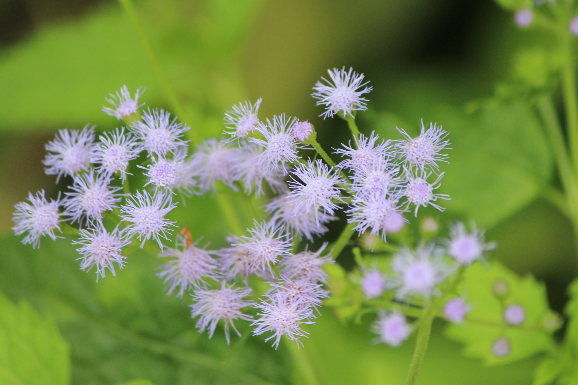 ﾌﾗﾜｰﾊﾟｰｸ江南の花 6 サルスベリ他 E K O の 四 季 折 々