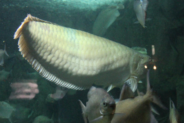 アマゾン川の魚たち (アクア・トトぎふ): e k o の 四 季 折 々