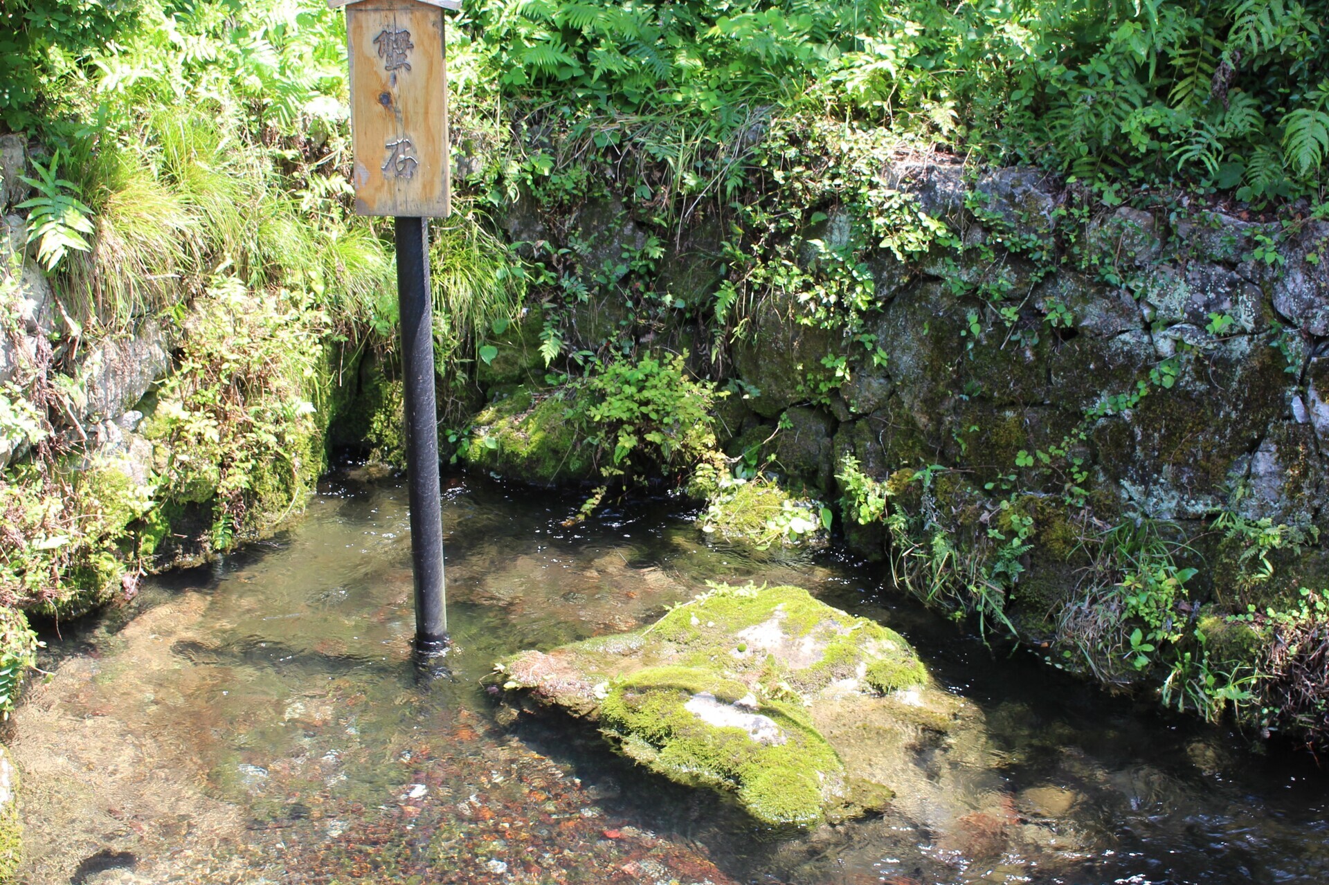 地蔵川の梅花藻（2）: e k o の 四 季 折 々