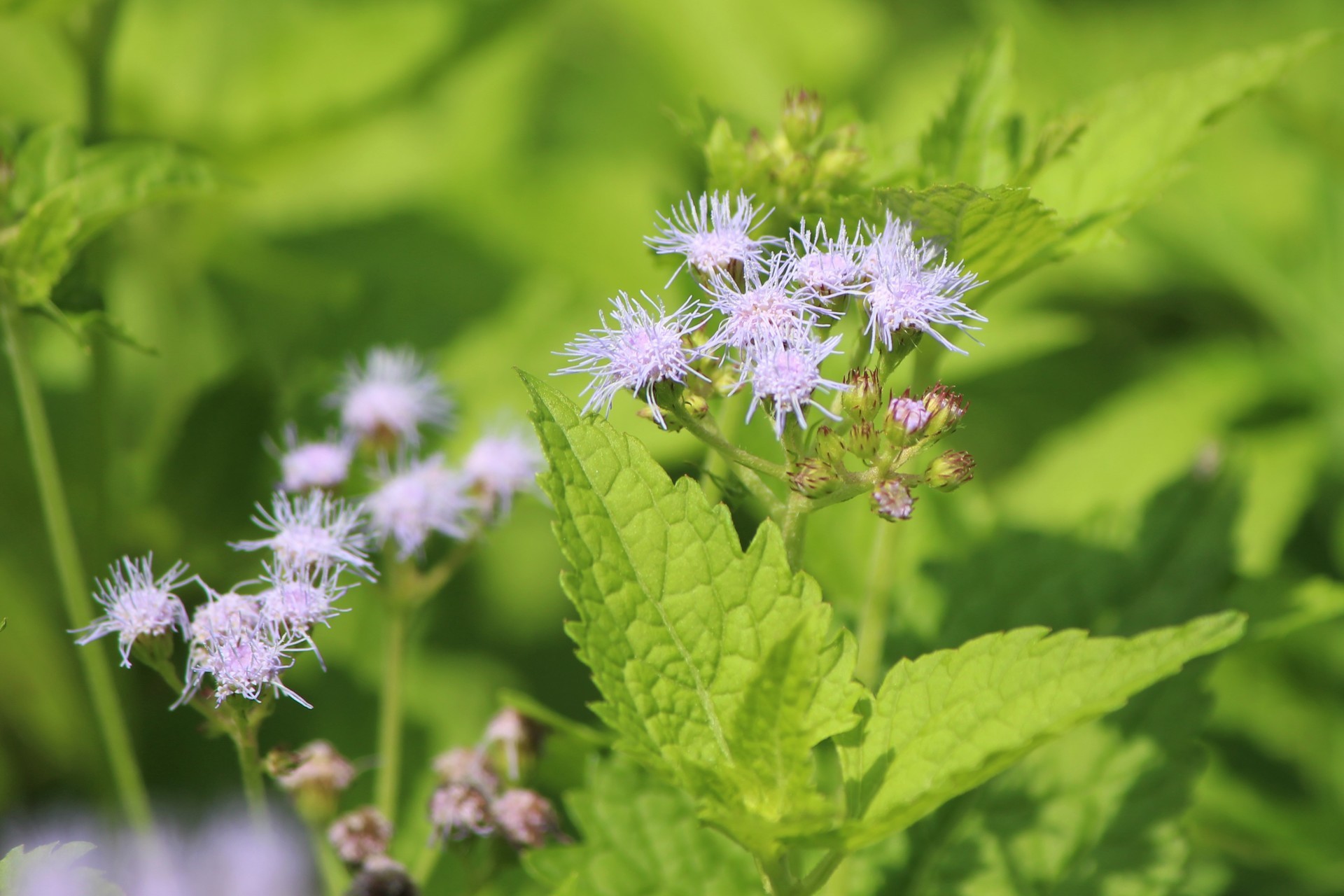 ﾌﾗﾜｰﾊﾟｰｸ江南 シェードガーデン E K O の 四 季 折 々